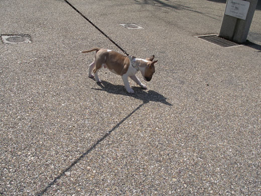 公園デビューするブルテリア