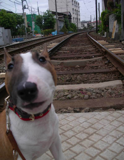 線路とブルテリア