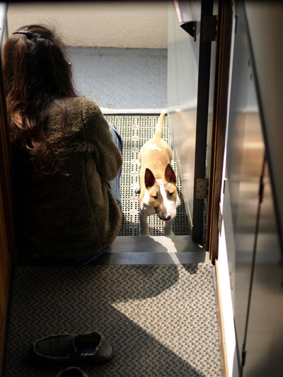 飼い主を待つブルテリア