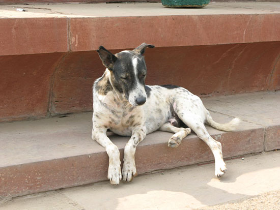 インドの犬