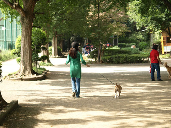 羽根木公園のブルテリア