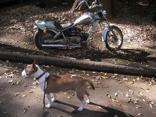 バイクとミニチュアブルテリア