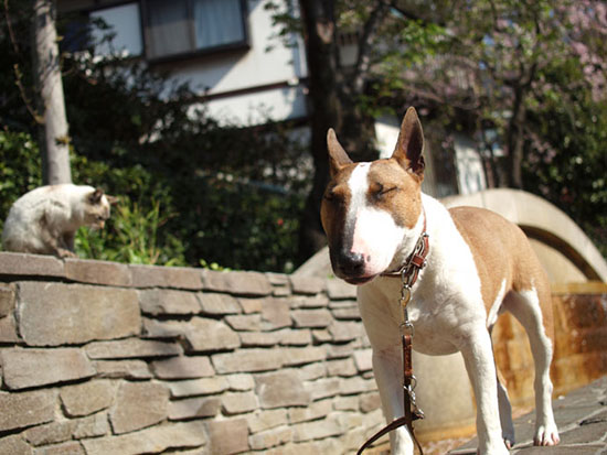 耐える犬