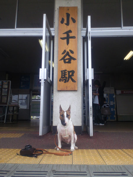 駅とミニチュアブルテリア