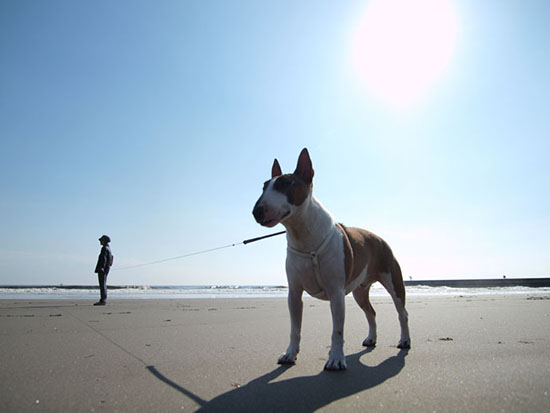 海辺のミニチュアブルテリア