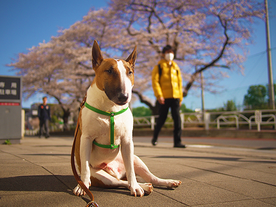 桜の木のミニチュアブルテリア