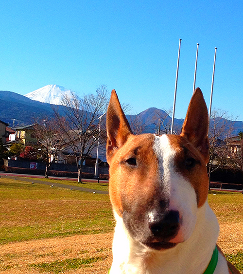 富士山とミニチュアブルテリア