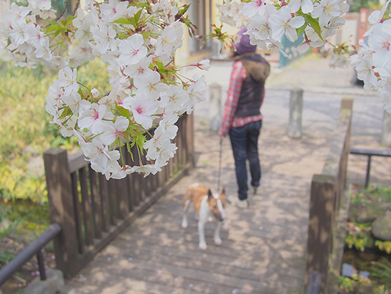 桜とミニチュアブルテリア