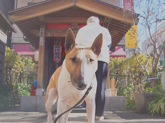 神社とミニチュアブルテリア